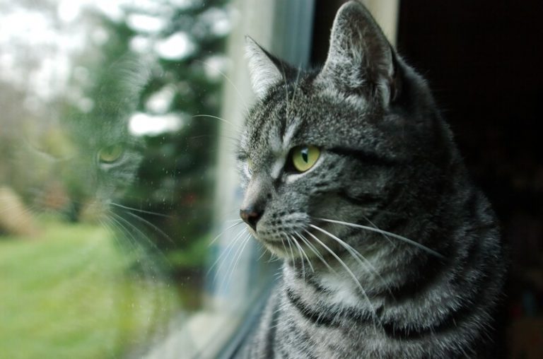 Veterinarian in Watertown, SD Equine Vet Local Animal Hospital